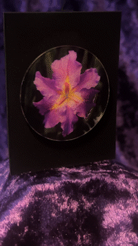 Water Iris Pin