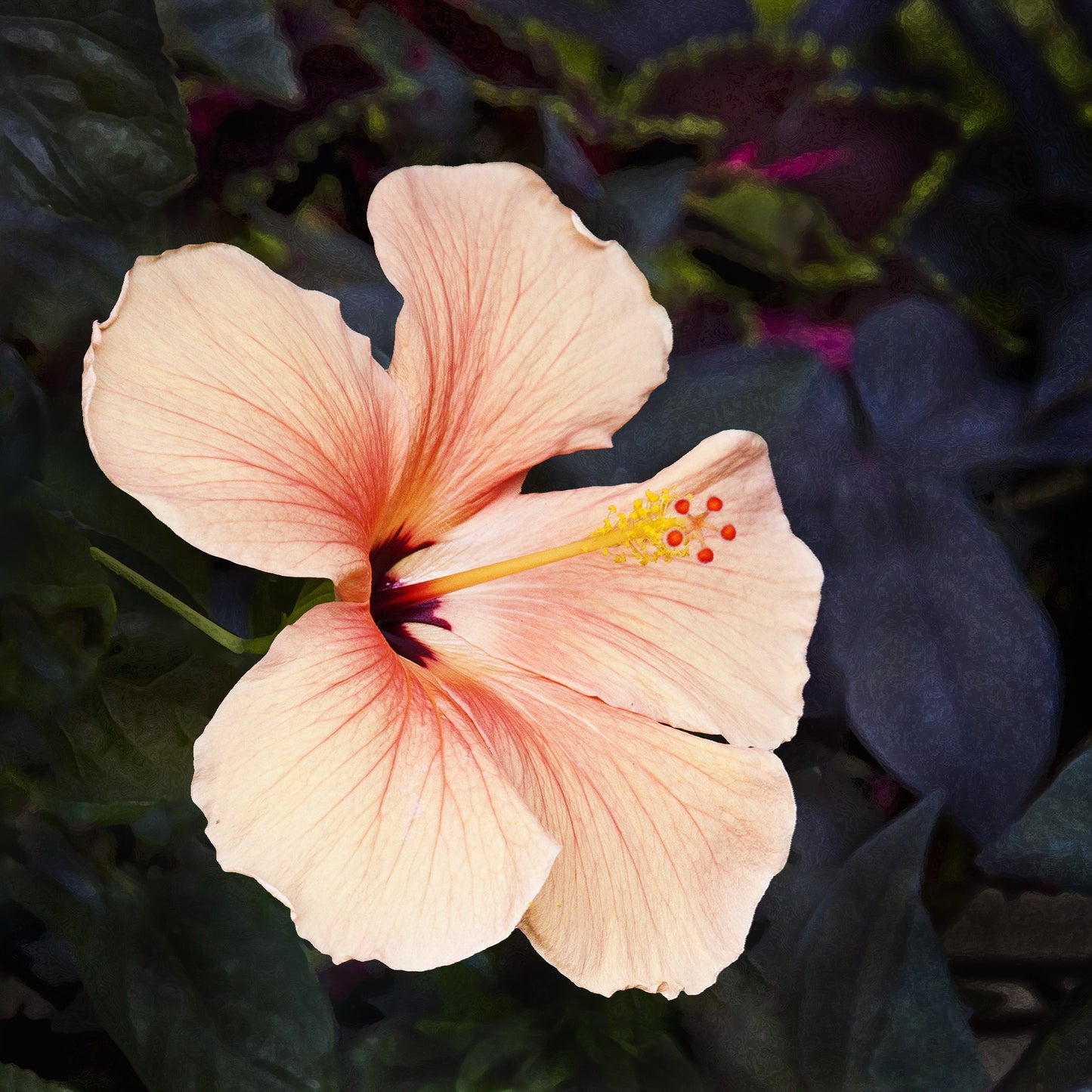 Hibiscus