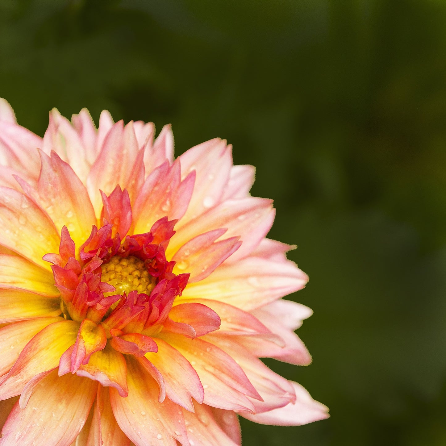 Dahlia
