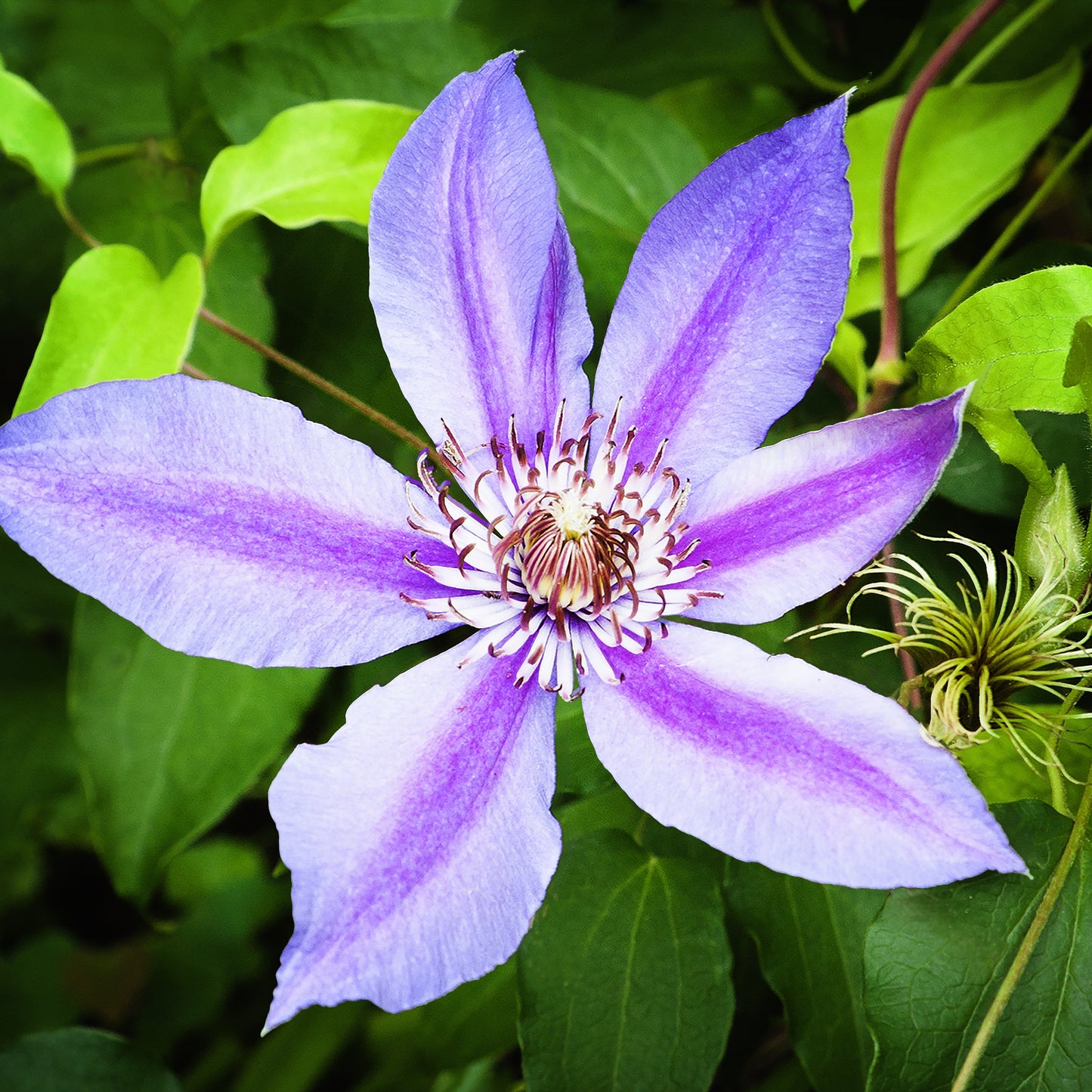 Clematis
