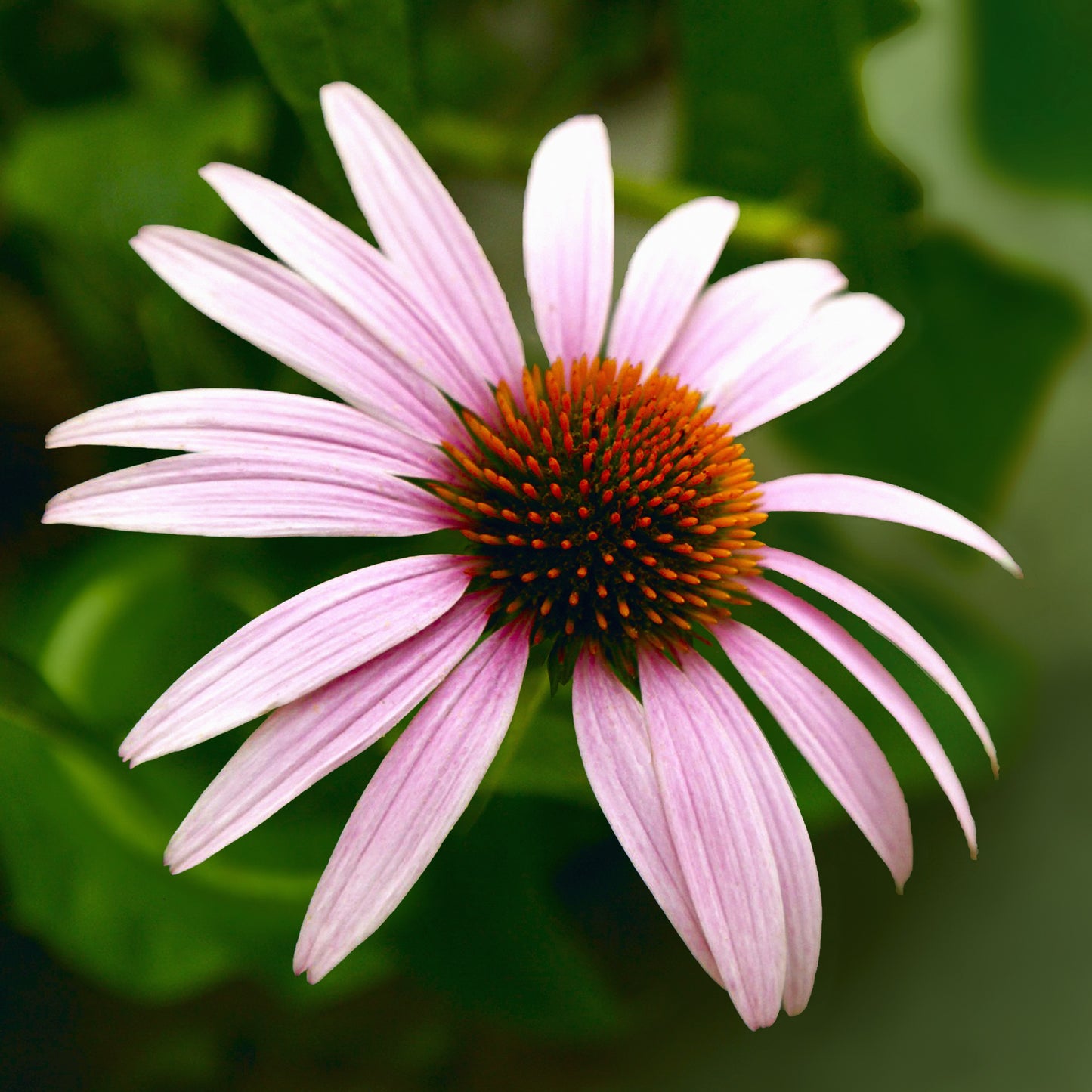 Cone Flower