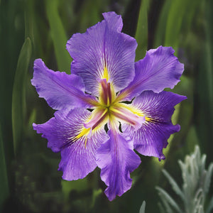 Water Iris Open Edition Lenticular Print