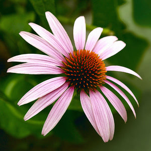 Cone Flower Open Edition Lenticular Print