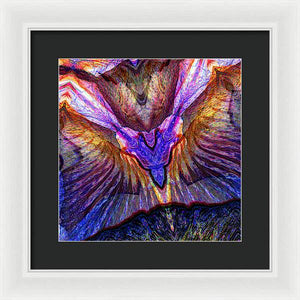 Iris - Framed Print